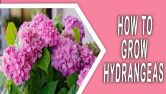 How To Grow Hydrangeas - A Must-Read For Beginners