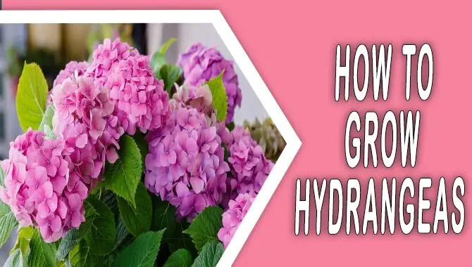 How To Grow Hydrangeas