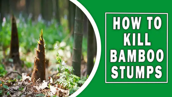 How To Kill Bamboo Stumps
