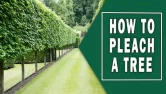 How To Pleach A Tree