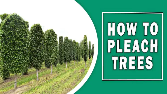 How To Pleach Trees