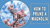 How To Prune A Magnolia