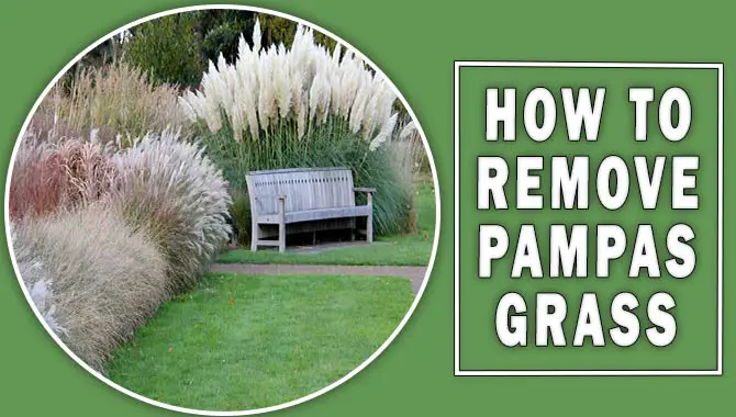 How To Remove Pampas Grass