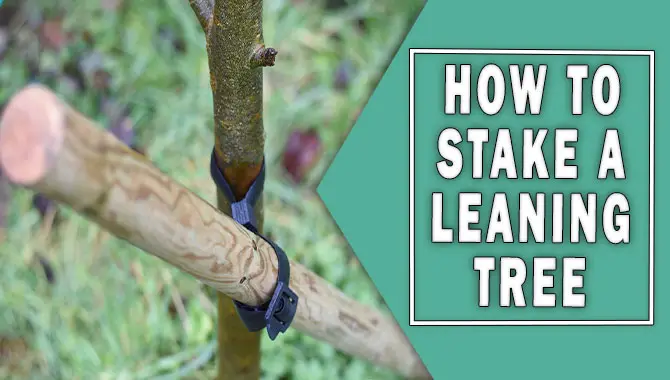 How To Stake A Leaning Tree