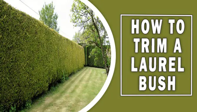 How To Trim A Laurel Bush