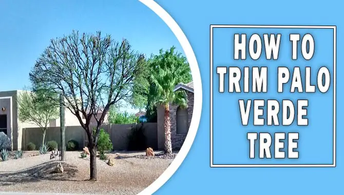 How To Trim Palo Verde Tree