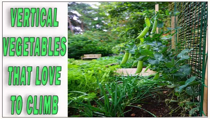 How To Grow Vertical Vegetables That Love To Climb