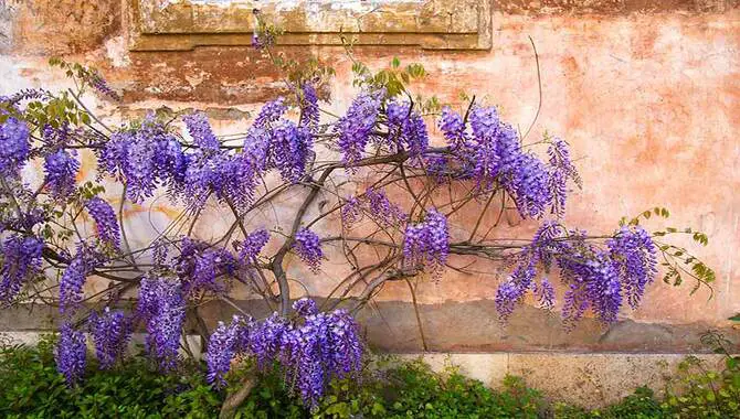 Techniques For Pruning Wisteria