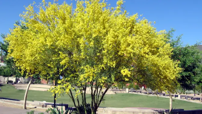 The Importance of Trimming Your Palo Verde Tree