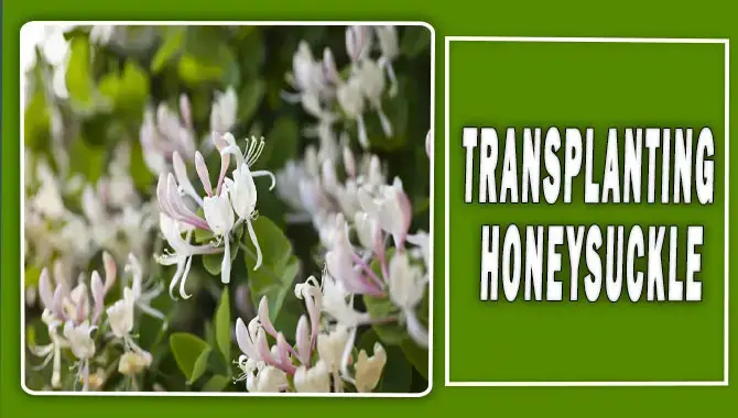 Transplanting Honeysuckle