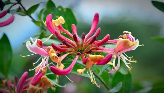 What Are The Benefits Of Transplanting Honeysuckle