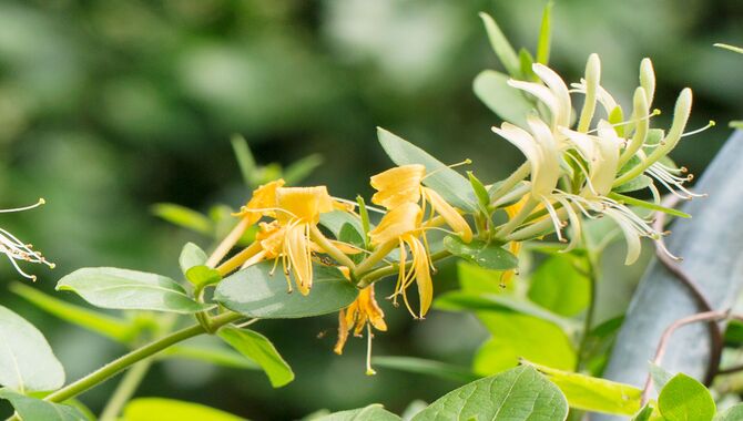 When Can You Transplant Honeysuckle