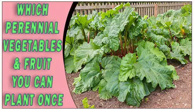 Which Perennial Vegetables & Fruits Can You Plant
