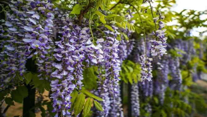 Why Pruning Is Important For Wisteria Health And Growth