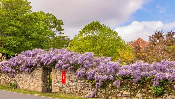 Why Should You Prune Wisteria