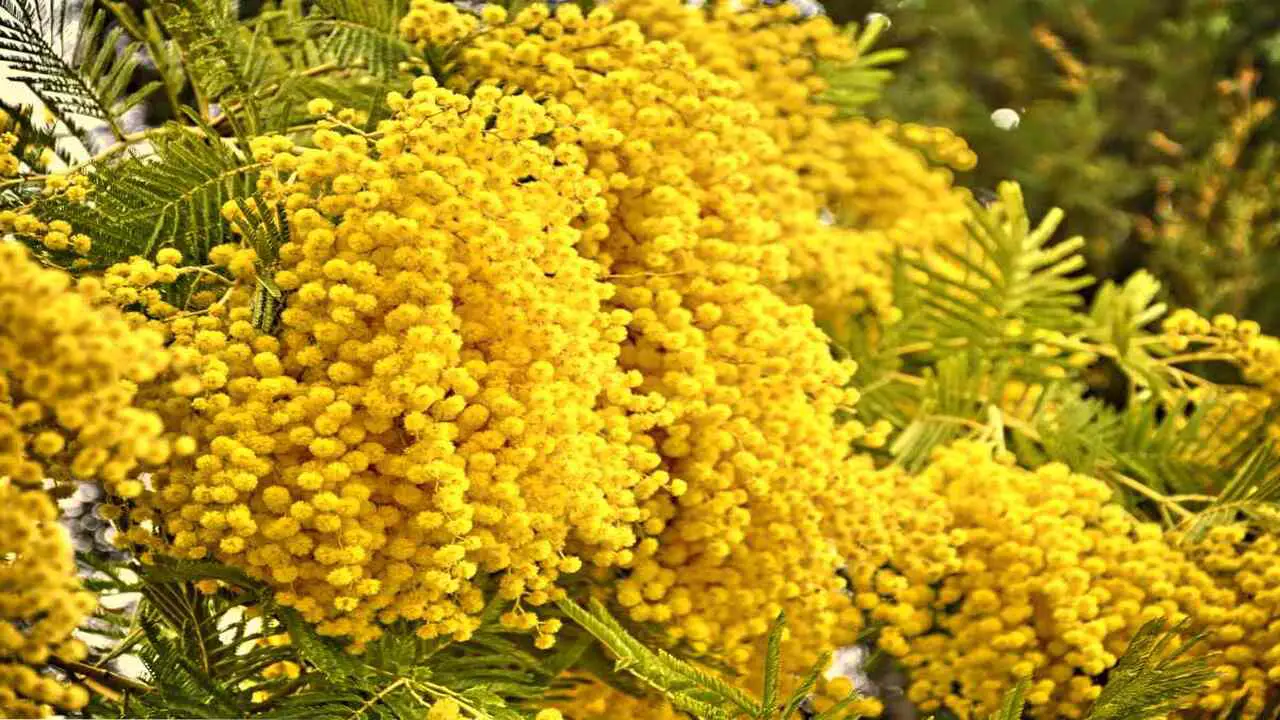 5 Simple Tips How To Prune A Mimosa Tree