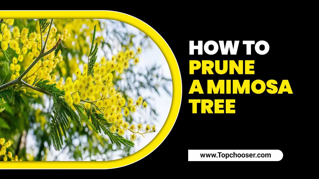 How To Prune A Mimosa Tree