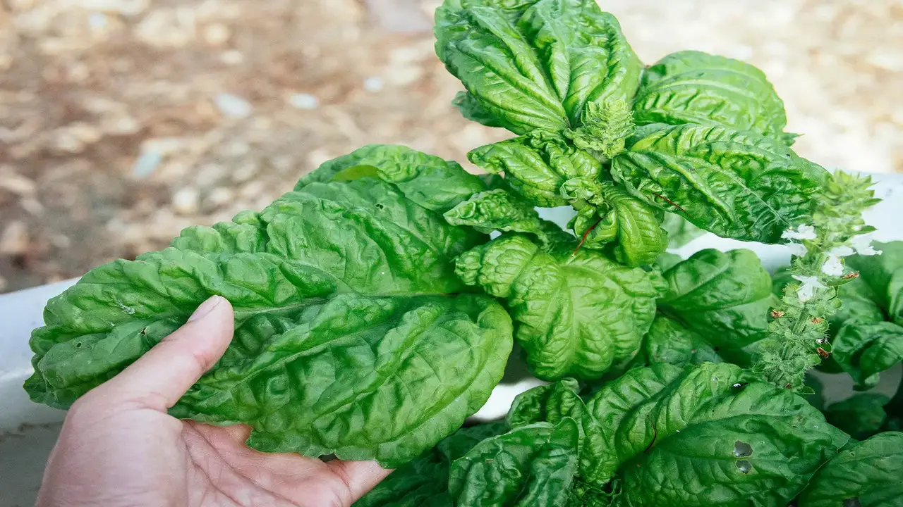 How To Treat Basil Plants With Leaf Curl