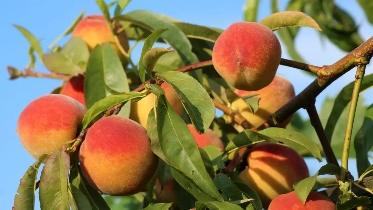 Selecting The Ideal Tiny Peaches For Your Garden