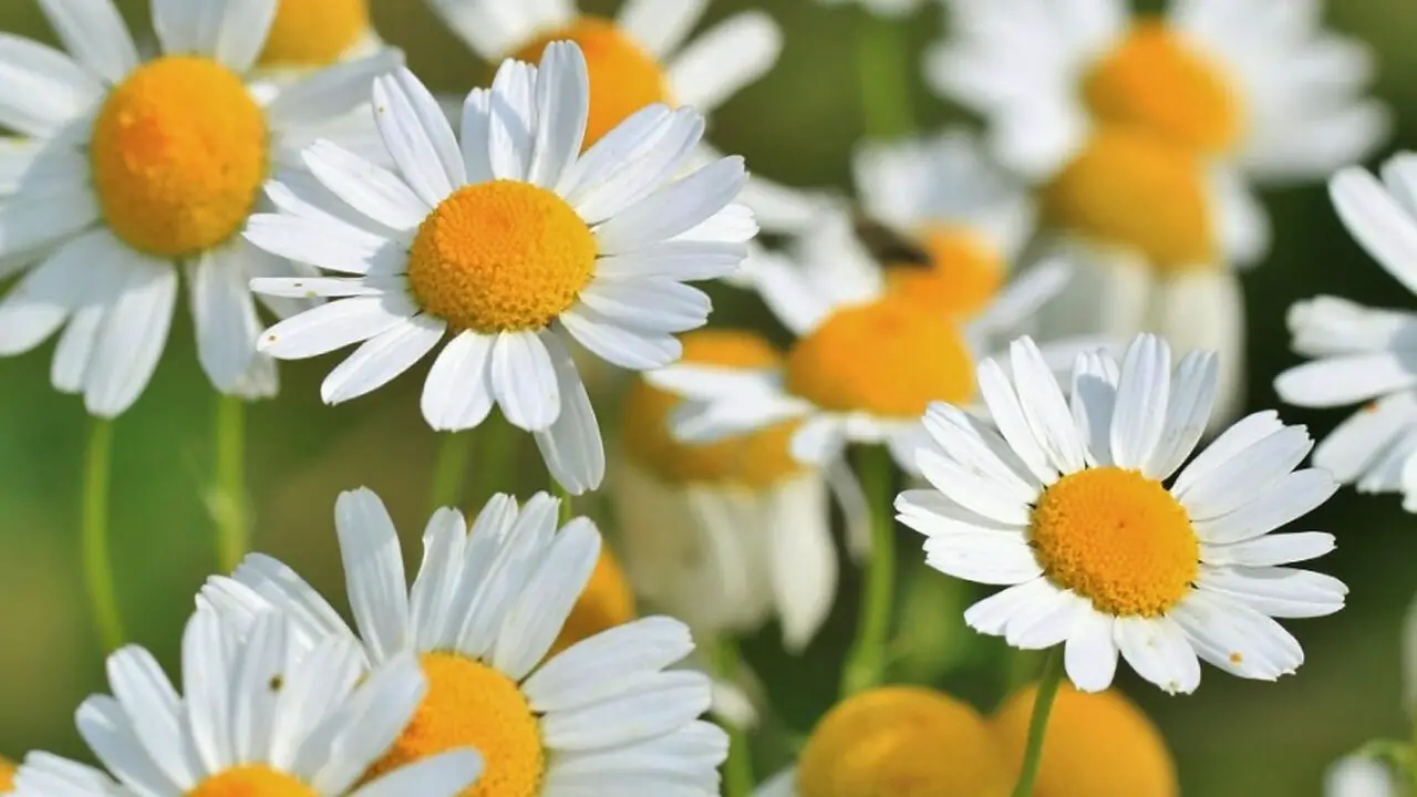 Tips For Using Fleabane Or Chamomile Safely And Effectively