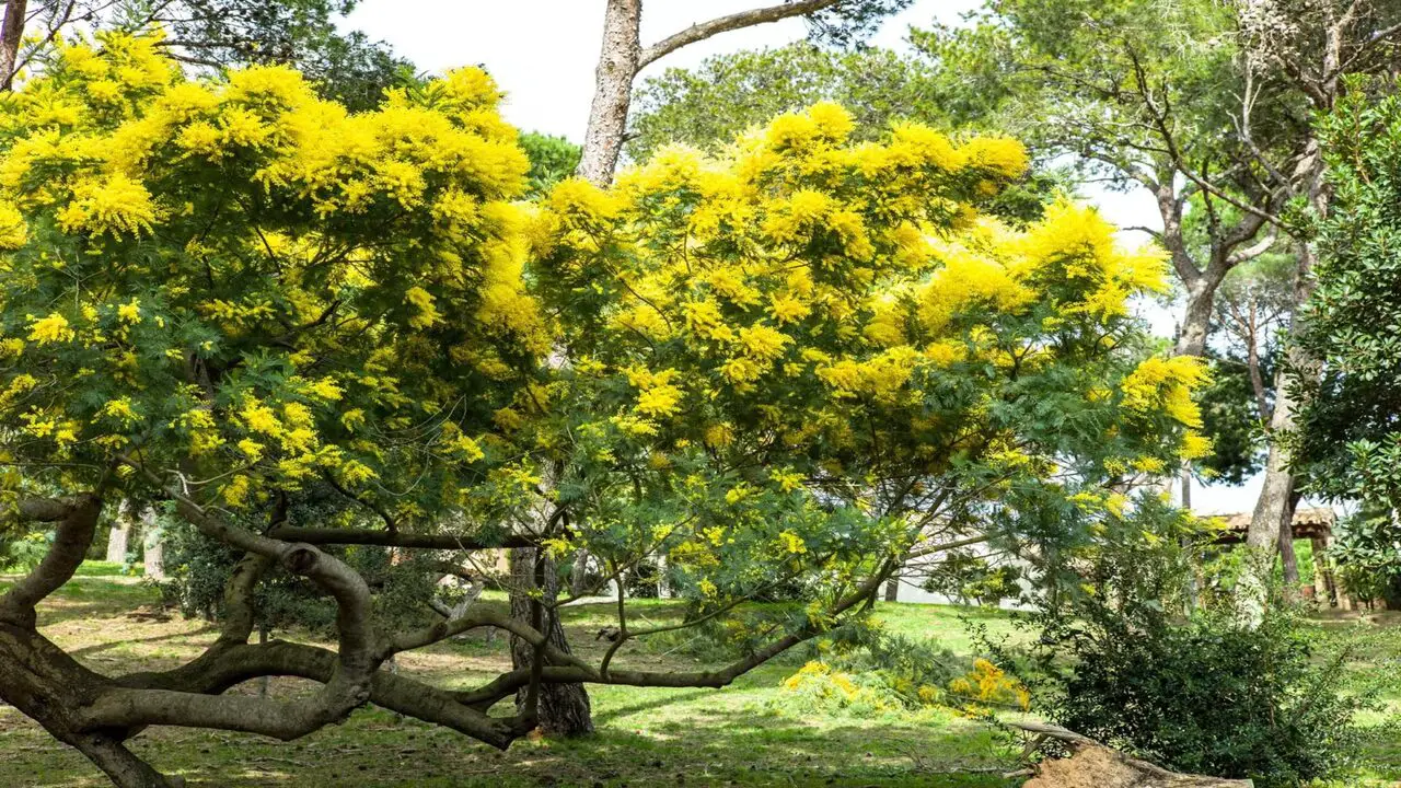 What Are The Benefits Of Pruning A Mimosa Tree