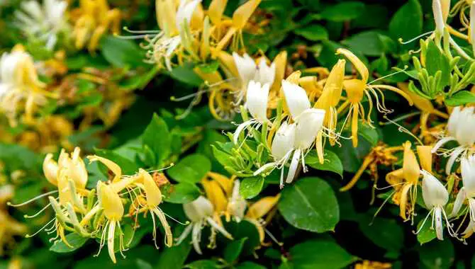 Why Transplant Honeysuckle