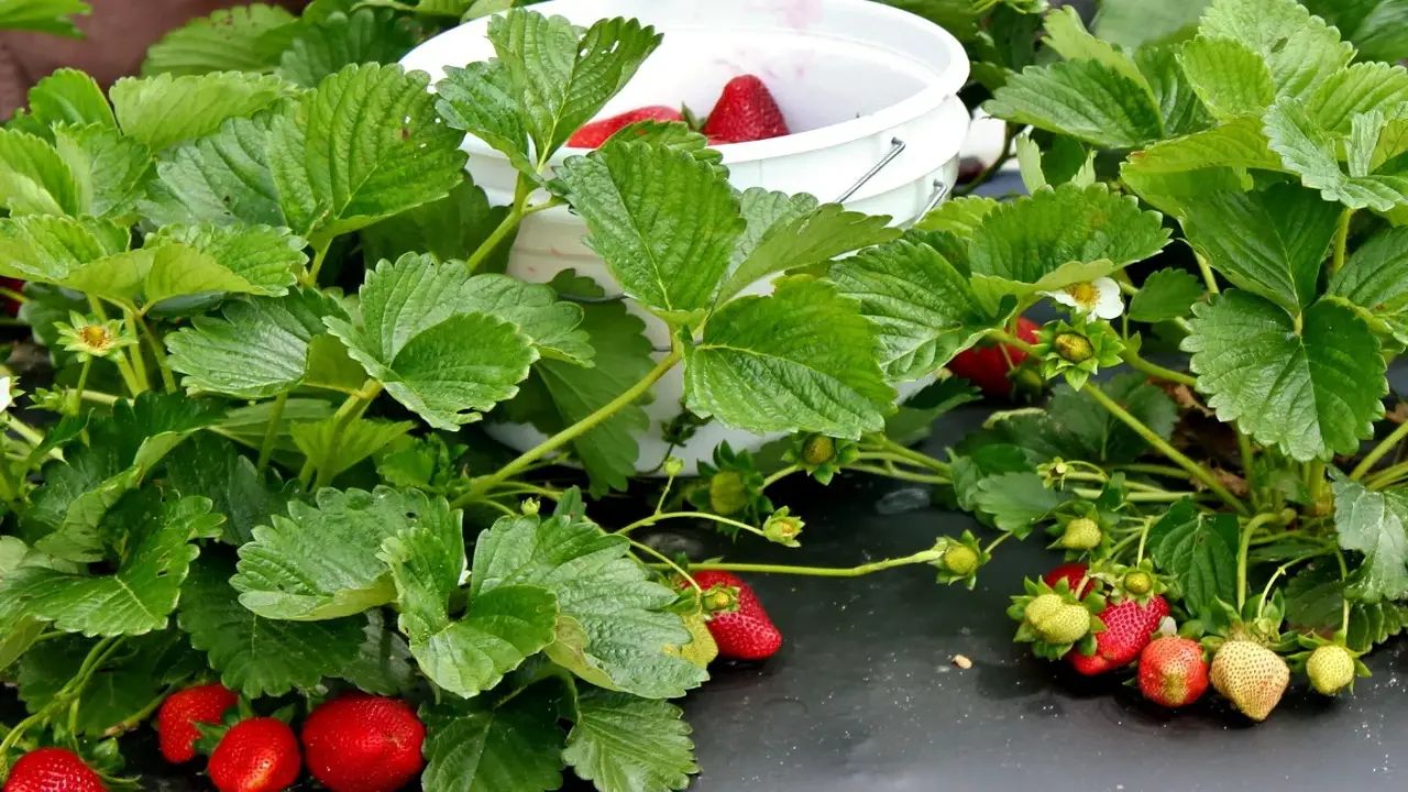 Benefits Of Strawberry Runners Rooting In Water