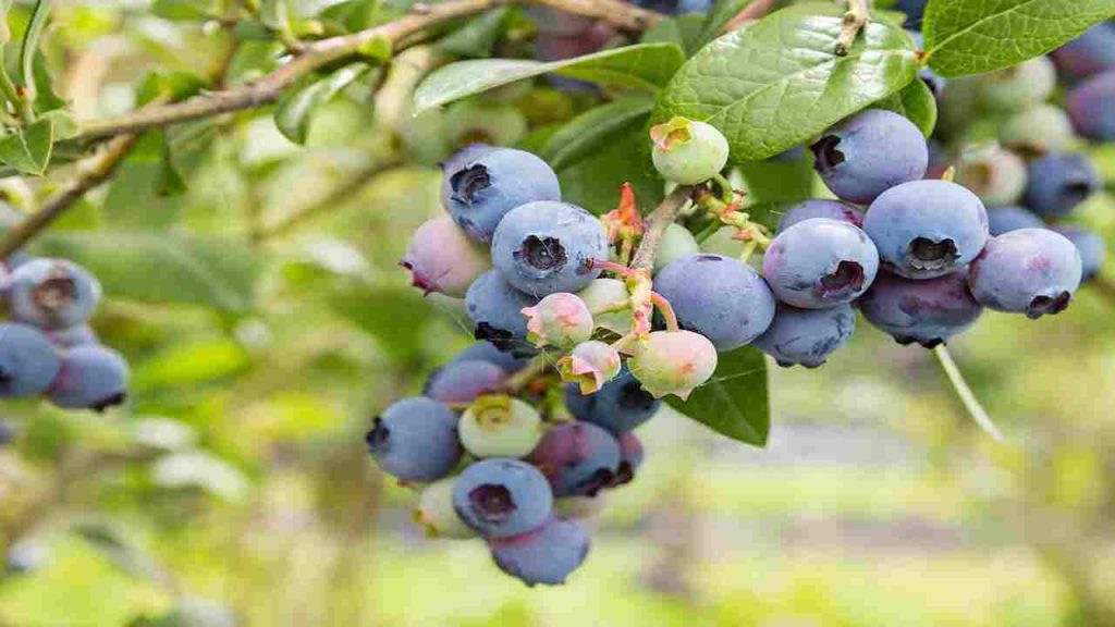 How To Make Blueberries Sweeter Expert Tips