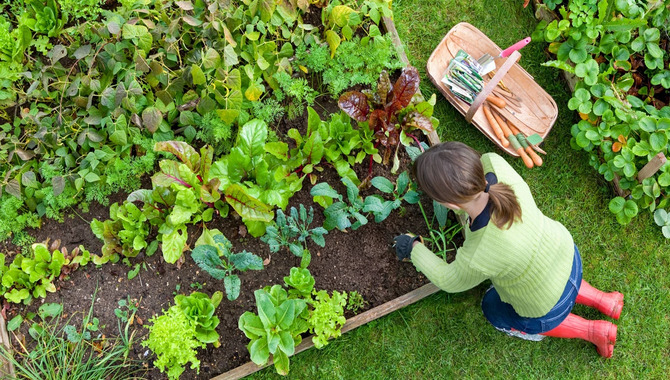 Choosing The Right Material For Raised Beds