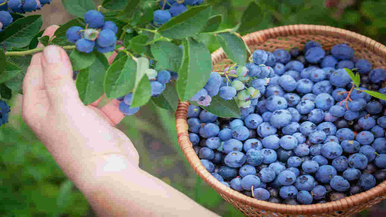 Do Blueberries Continue To Ripen After Picked