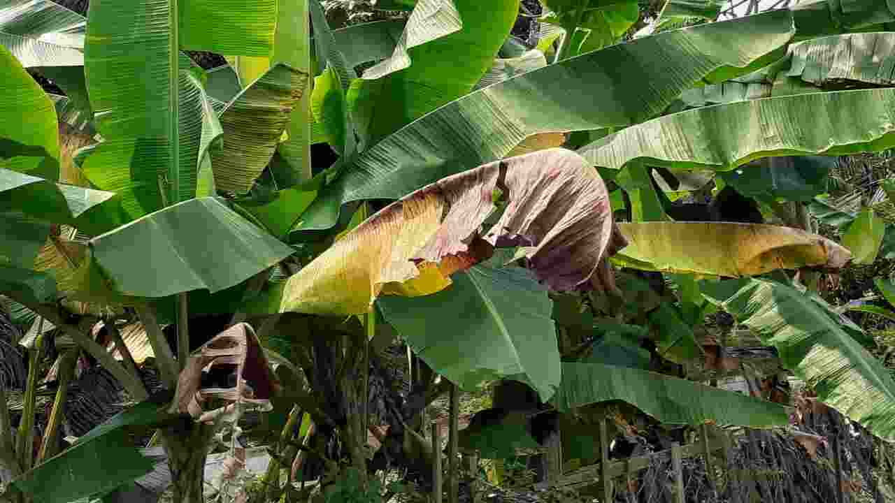 Essential Steps To Fix Brown Spots On Banana Leaves