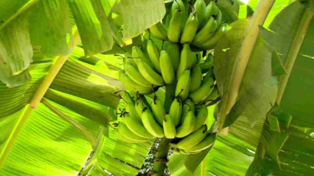 How To Keep Banana Leaves Healthy Post-Treatment