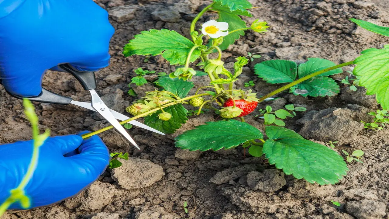 Rooting Strawberry Runners In Water 5 Best Steps