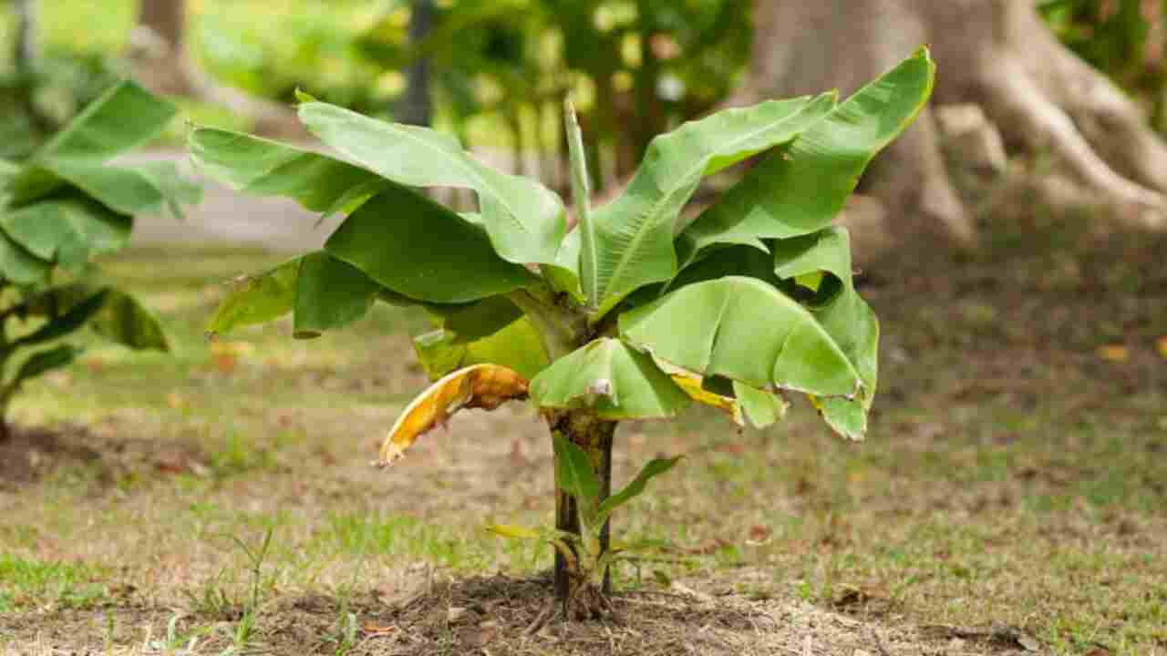 Signs Of Underwatering Your Banana Plant