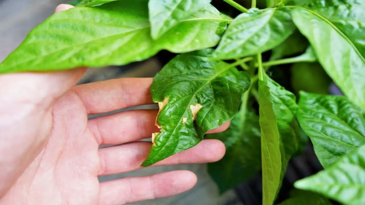 Symptoms Of White Leaves On Pepper Plants