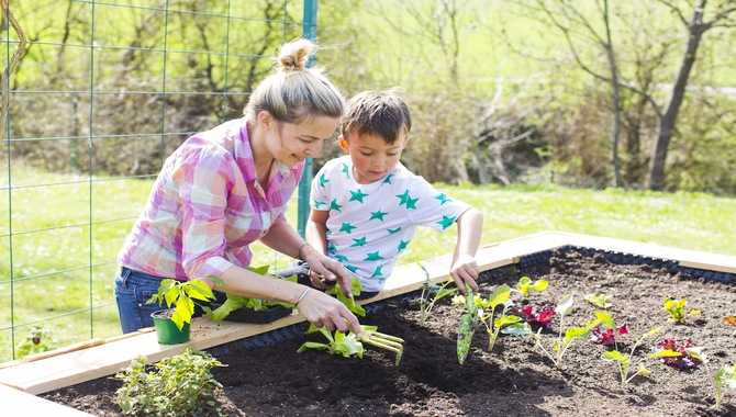 Tips For Maintaining Your Raised Garden Bed