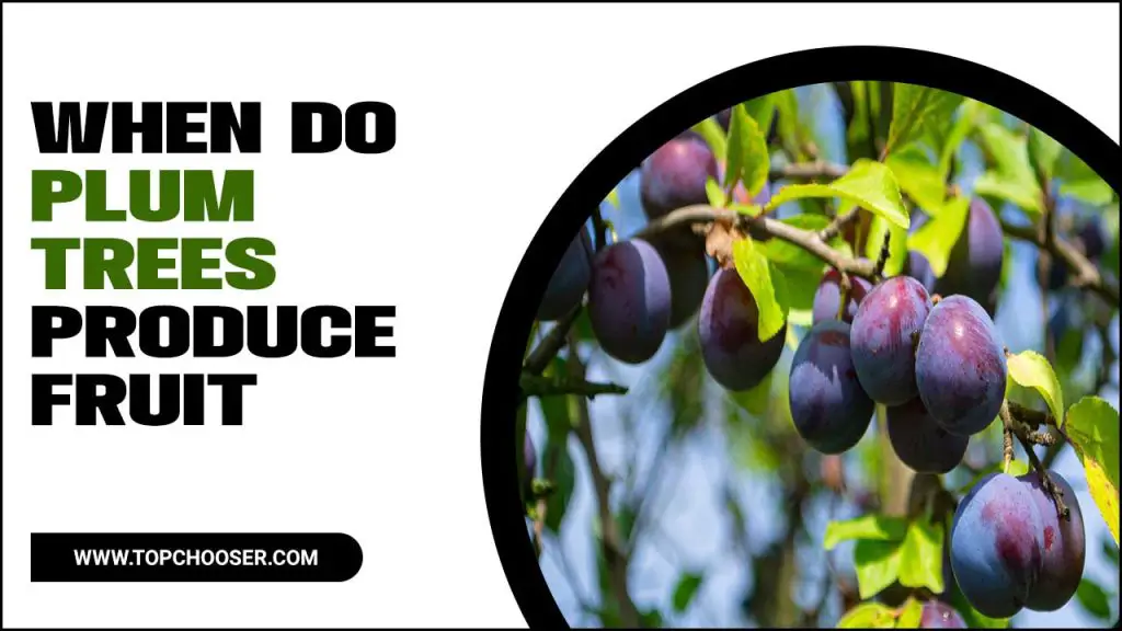 When Do Plum Trees Produce Fruit