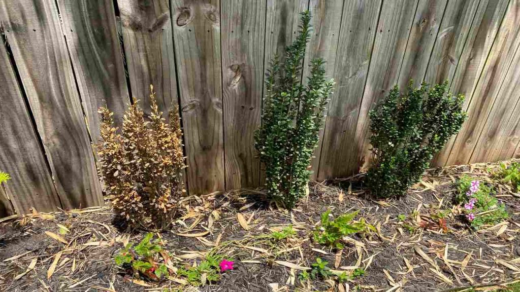 Sky Pencil Holly Problems Common Issues And Solutions