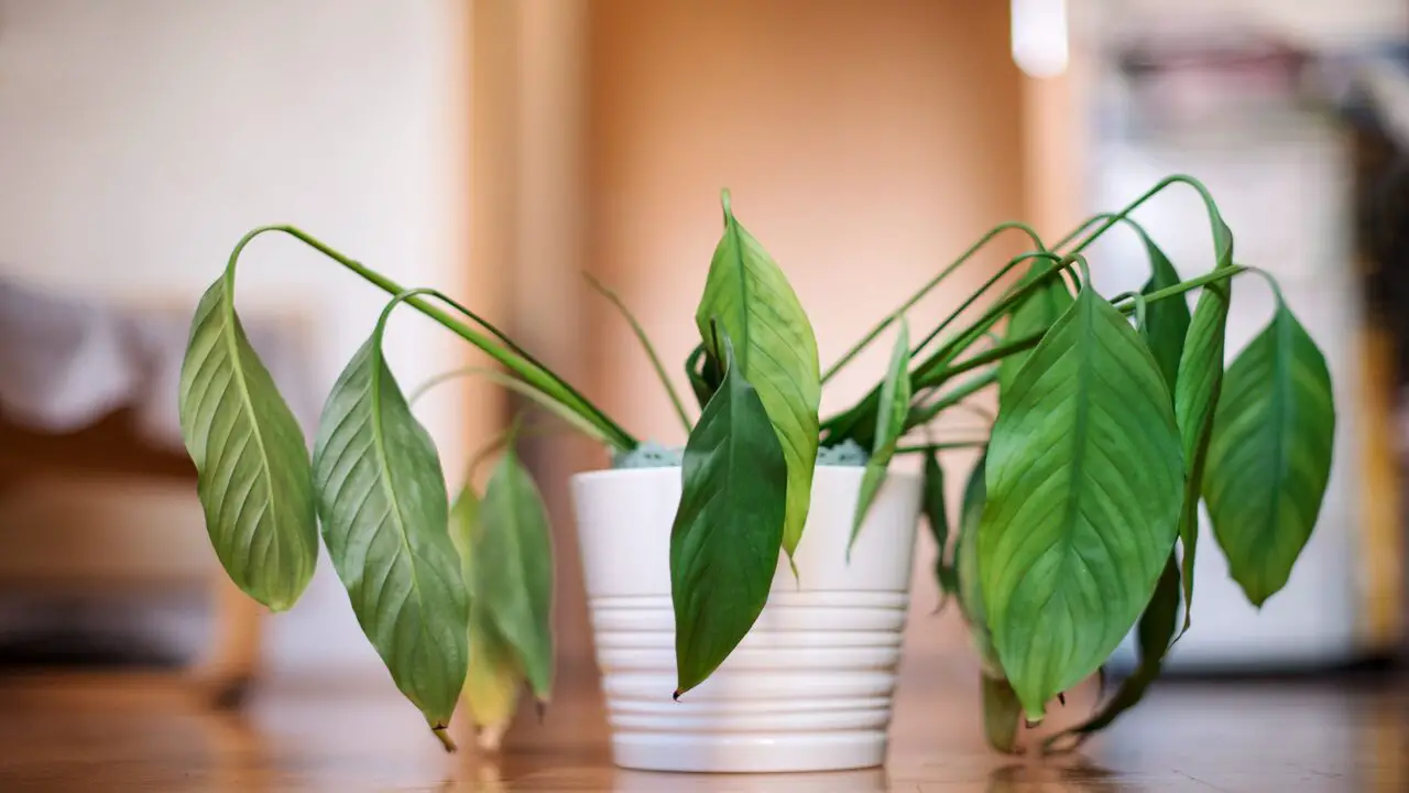 Why Your Plant Dying After Repotting: A Guide To Avoiding Mistakes
