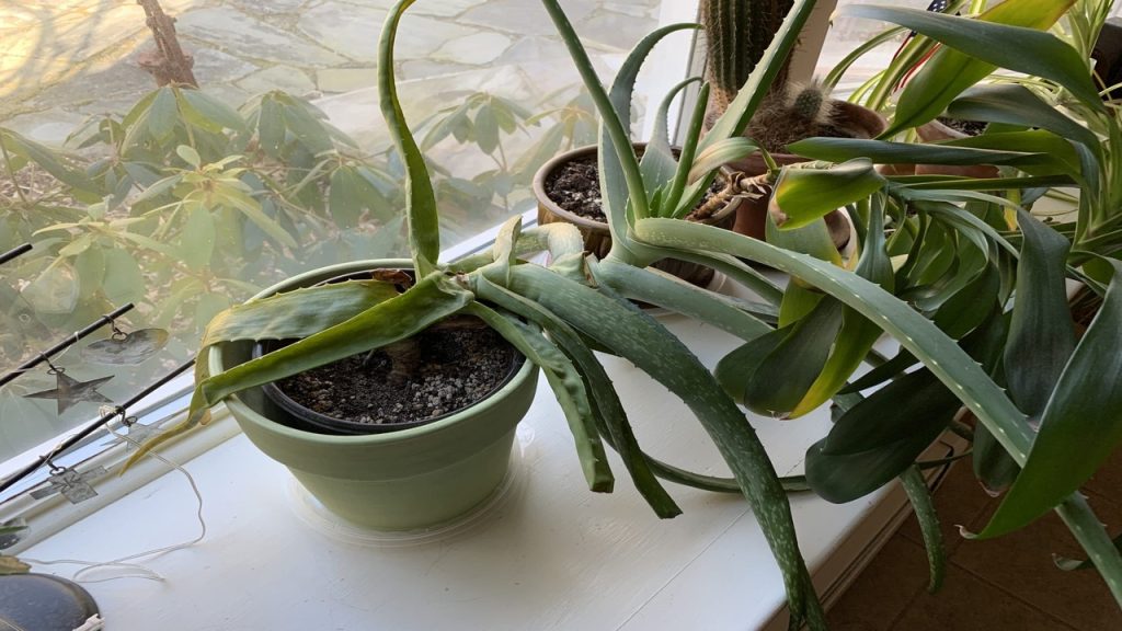 Top Heavy Aloe Plant Aloe Plant Perfection 10 Steps