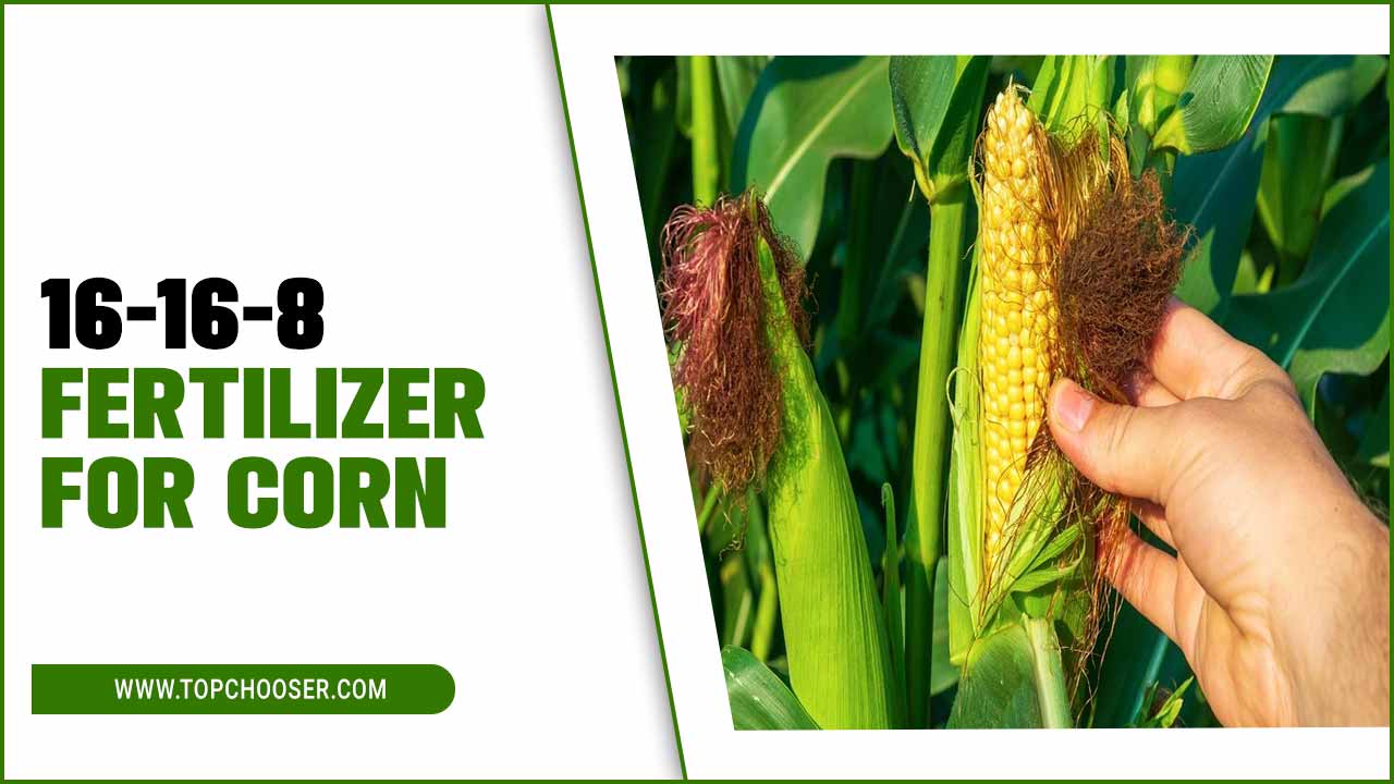 16-16-8 fertilizer for corn