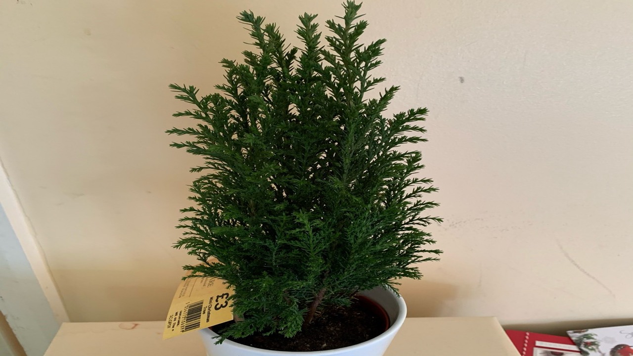 7 Steps To Grow & Care For Ellwoodii Tree Indoors