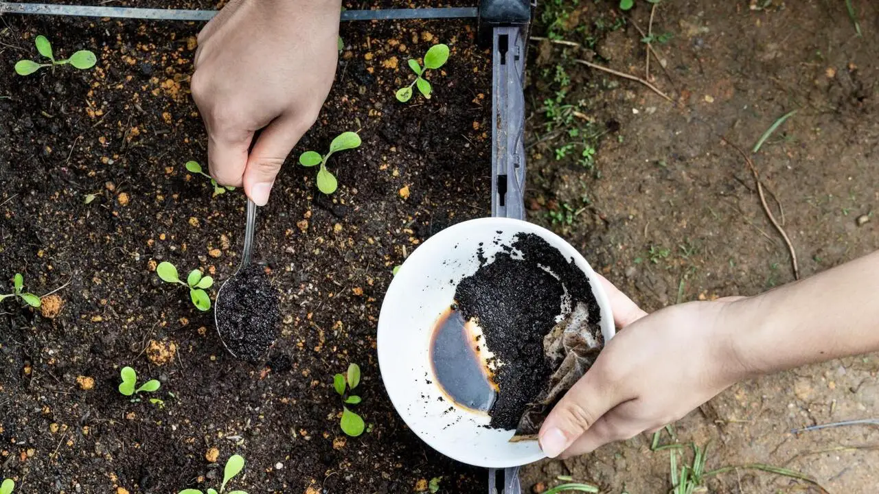 7 Surprising Benefits Of A Compost Bin