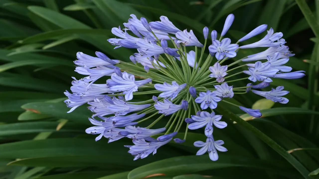 7 Tips & Tricks On How To Cultivate White And Blue Lily