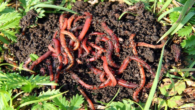 An Easy Method Of Making Compost With Earthworms