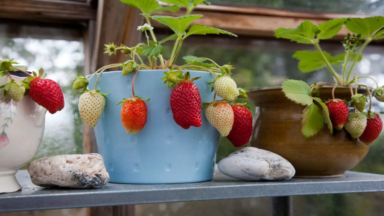 Benefits Of Rooting Strawberry Runners In Water