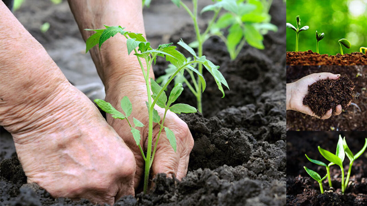 Benefits Of Using Compost In A Working Plant