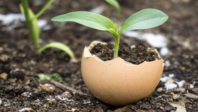 Benefits Of Using Eggshells In Composting