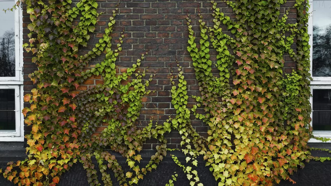 Benefits Of Vines For Brick Walls