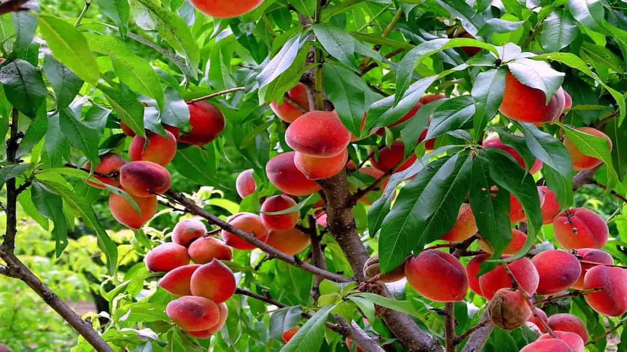 Best Planting Practices For Miniature Peaches